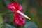 Red Anthurium with surrounding green leaves and nice bokeh