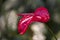 Red Anthurium with surrounding green leaves and nice bokeh