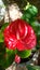 Red Anthurium Wonder in Flower World