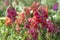 Red Antirrhinum Majus Snapdragon flowers in garden ornamental border. Selective focus