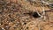 Red ants, an anthill among desert plants. Great Sand Dunes National Park, Colorado, USA