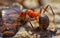 Red ants close up on natural background