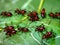 red ants are on a green leaf, Ai Generated