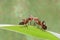 Red ants kissing on green bokeh background. Ants exchange greetings. They are kiss and taste one another