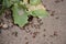 Red ants under a leaf