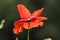 Red ANZAC poppy against blurred green background.
