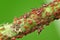 Red aphids fall in plant neck