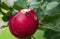 A red apple being eaten by a wasp