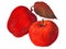 Red apple, color pencil, illustration