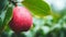 Red Apple With Dew Drops: Alchemical Symbolism And Ethical Concerns