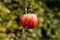 Red apple and freshwater splashing in the blurred natural background