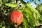 Red apple fruit on the tree