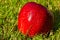 Red apple on grass