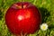 Red apple on grass