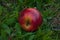 Red apple on the grass.Fruit