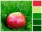 Red apple in grass with palette color swatches