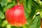 Red Apple growing on an Apple Tree
