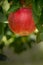 Red Apple growing on an Apple Tree