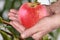 Red apple in hand on green background, closeup