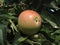 Red apple hanging on a growing apple tree . Tuscany, Italy