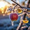 A red apple hangs on a branch in the frost of late autumn