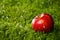 Red apple laying on the grass.