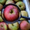 A red apple magnified with a magnifying glass inside a wooden crate. Apples perfectly stacked in a crate