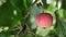 Red apple with rain drops on the tree. Slowmotion. Fruit tree.