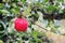 Red apple rubin on branch at garden after rain