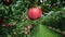 Red apple with some drops of water hanging from the branch of a tree apple tree.