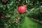 Red apple with some drops of water hanging from the branch of a tree apple tree.