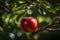 Red apple on a tree branch