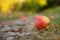 Red apple windfall on the ground