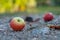 Red apple windfall on a track road