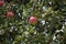 Red apple with yellow stripes in tree