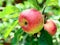 Red apples on an apple tree