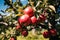 Red apples on apple tree, natural blue sky background