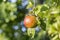 Red Apples Closeup, Tree Branch Detail