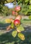 Red Apples Closeup, Tree Branch Detail