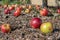 Red apples fell from tree on ground in garden