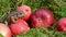 Red apples in garden and amphibian common toad (Bufo bufo)