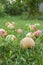 Red apples on green grass in the orchard