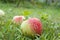 Red apples on green grass in the orchard