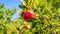 Red apples grow on a tree in the garden