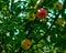 Red apples grow on a tree in the garden