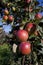 Red apples growing in an orchard