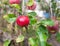 Red apples grows on a branch