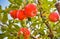 Red apples hang on apple-tree branches in a garden.