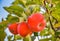 Red apples hang on apple-tree branches in a garden.