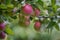 Red Apples Hanging on an Apple Tree